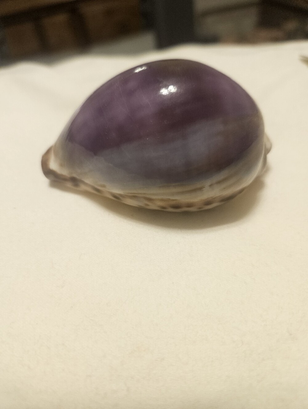 Cowrie Purple Decorative Sea Shell Accent - Home Accents
